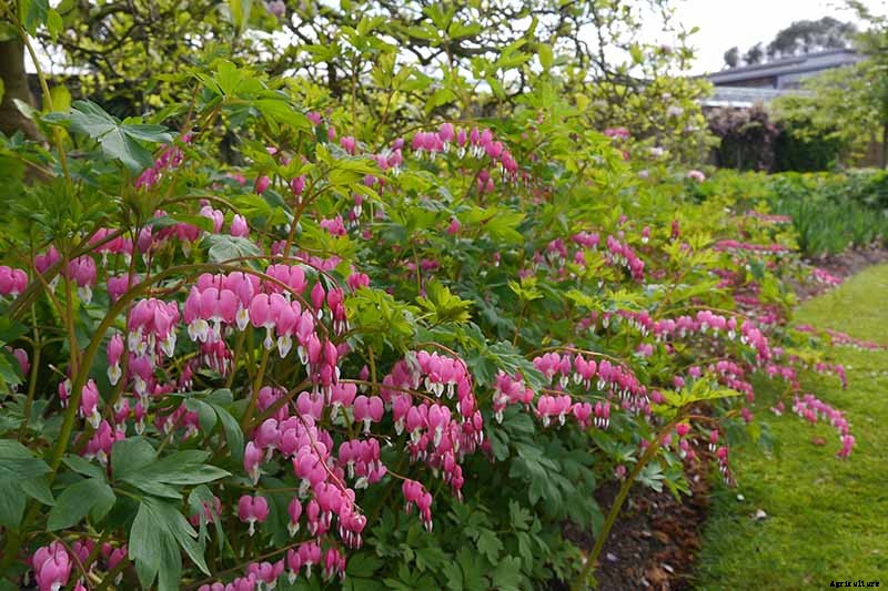 How to Grow Bleeding Hearts