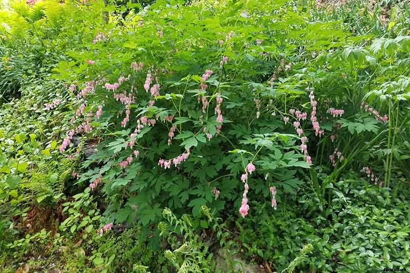 How to Grow Bleeding Hearts