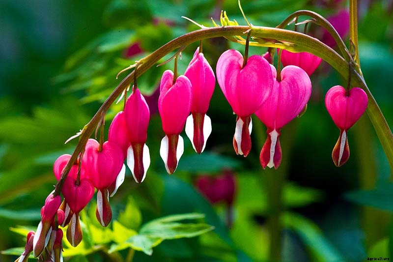 How to Grow Bleeding Hearts