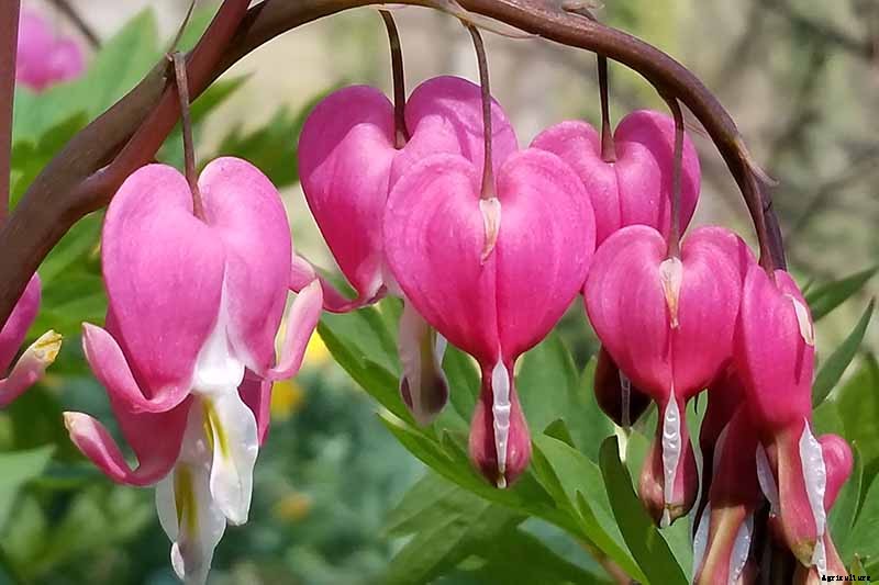 How to Grow Bleeding Hearts