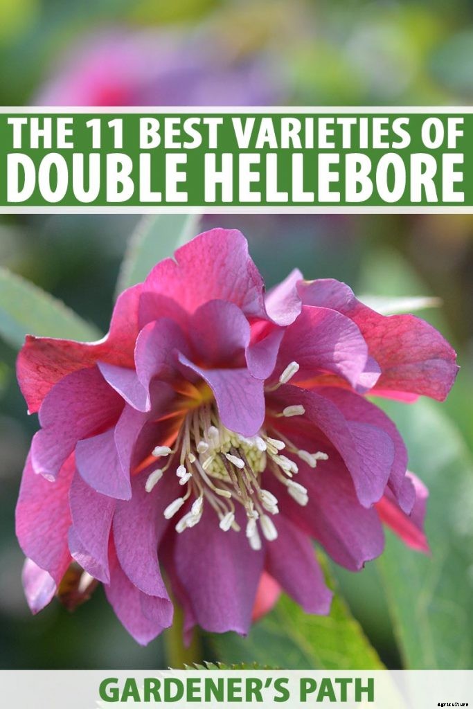 11 of the Best Double Hellebore Varieties for the Late Winter Garden