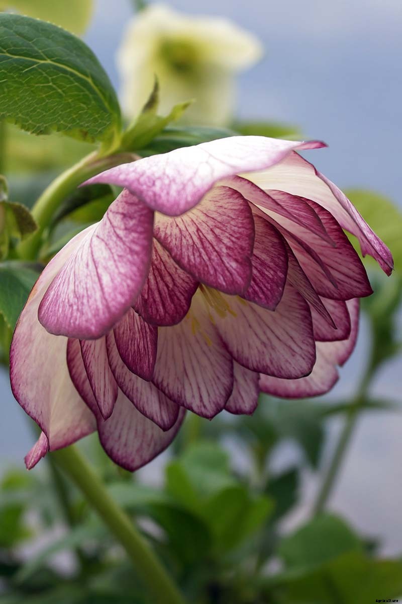 11 of the Best Double Hellebore Varieties for the Late Winter Garden