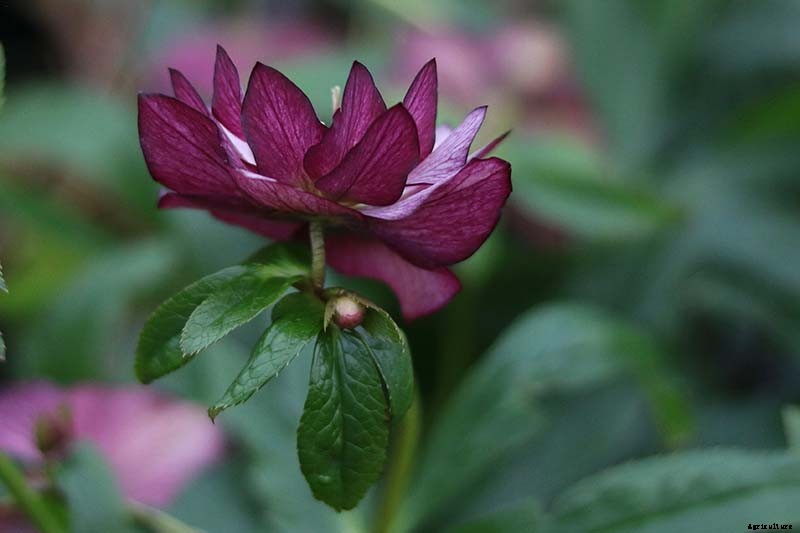 11 of the Best Double Hellebore Varieties for the Late Winter Garden