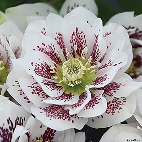 11 of the Best Double Hellebore Varieties for the Late Winter Garden
