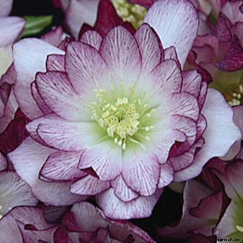 11 of the Best Double Hellebore Varieties for the Late Winter Garden