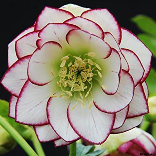 11 of the Best Double Hellebore Varieties for the Late Winter Garden