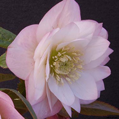 11 of the Best Double Hellebore Varieties for the Late Winter Garden
