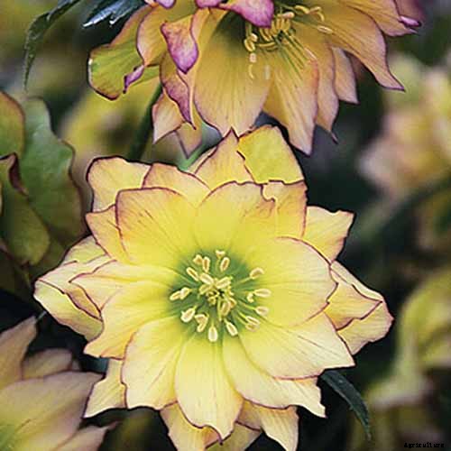 11 of the Best Double Hellebore Varieties for the Late Winter Garden