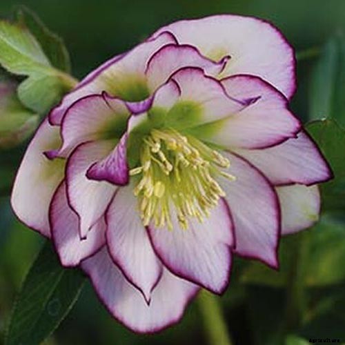 11 of the Best Double Hellebore Varieties for the Late Winter Garden