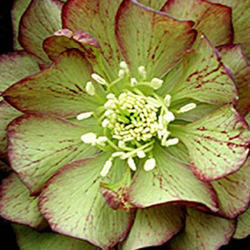 11 of the Best Double Hellebore Varieties for the Late Winter Garden