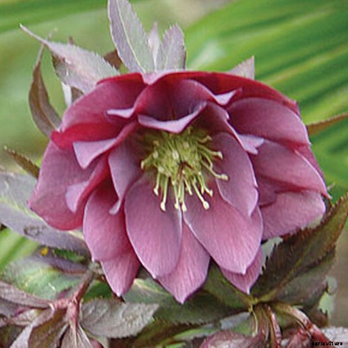11 of the Best Double Hellebore Varieties for the Late Winter Garden