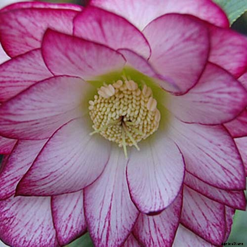 11 of the Best Double Hellebore Varieties for the Late Winter Garden