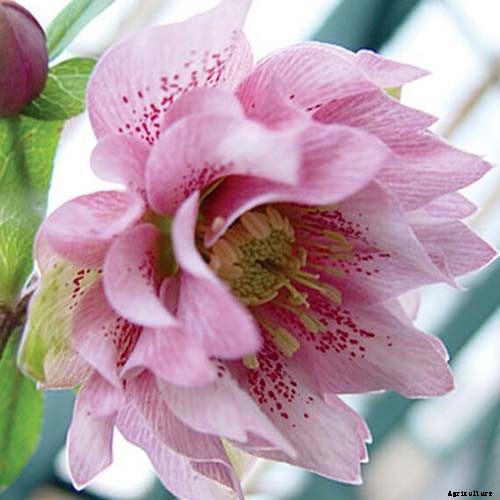 11 of the Best Double Hellebore Varieties for the Late Winter Garden