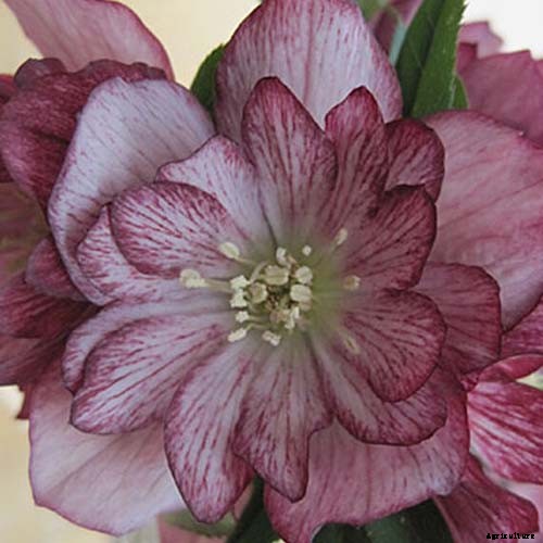 11 of the Best Double Hellebore Varieties for the Late Winter Garden