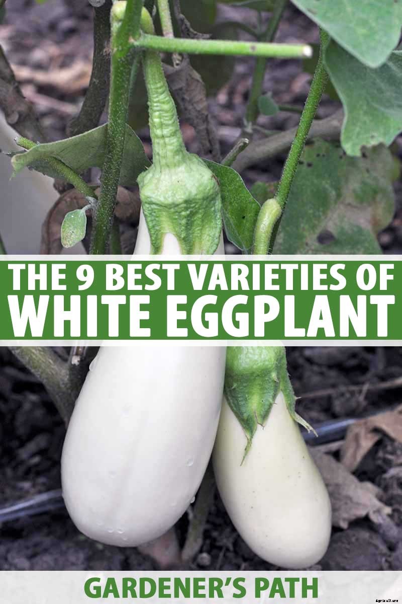 9 of the Best White Eggplant Varieties