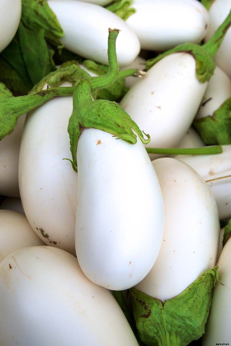 9 of the Best White Eggplant Varieties
