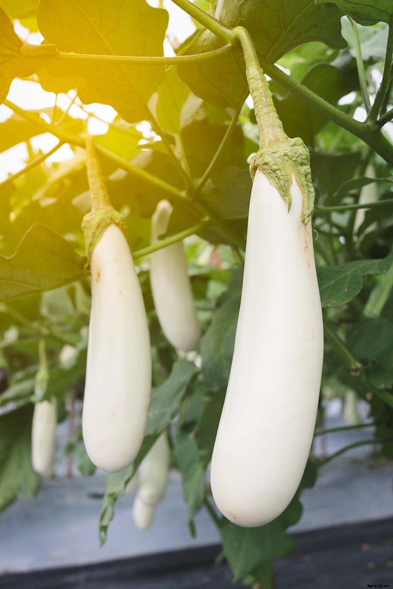 9 of the Best White Eggplant Varieties