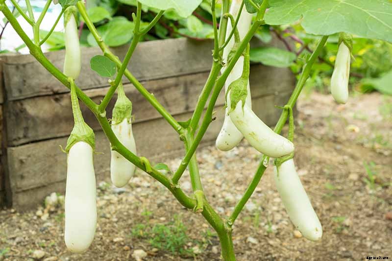 9 of the Best White Eggplant Varieties