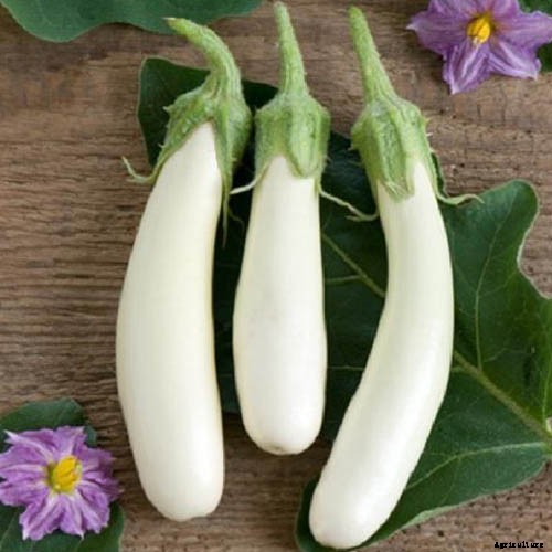9 of the Best White Eggplant Varieties