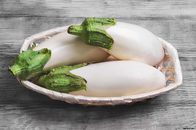 9 of the Best White Eggplant Varieties