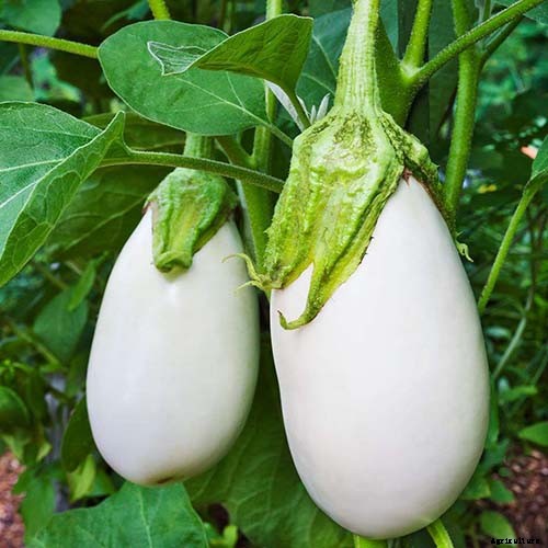 9 of the Best White Eggplant Varieties