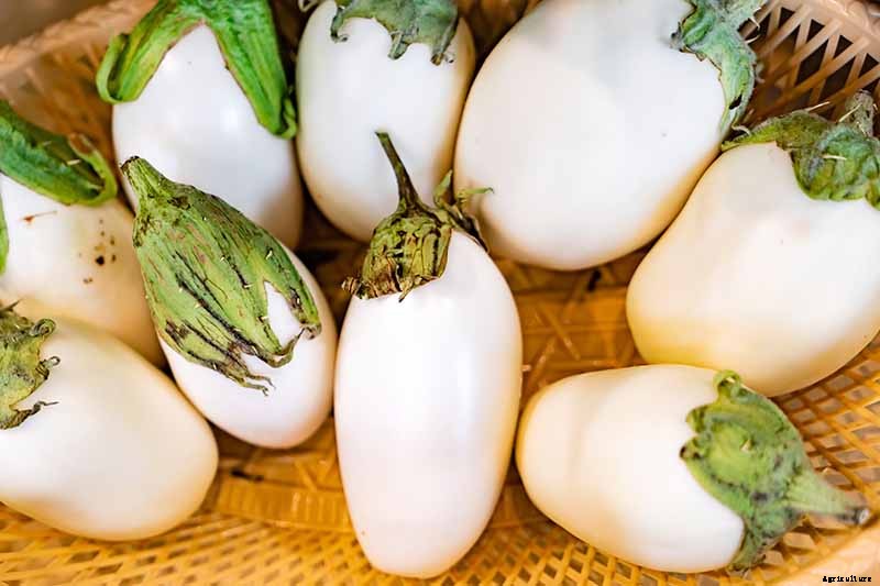 9 of the Best White Eggplant Varieties