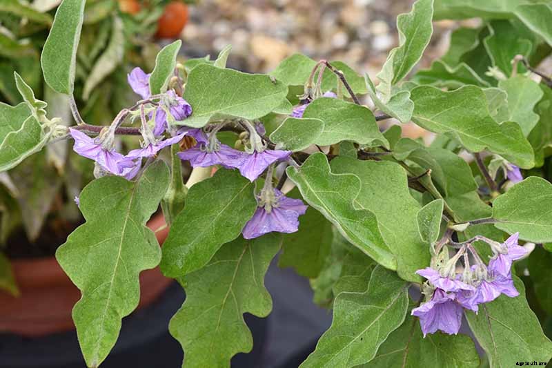 9 of the Best White Eggplant Varieties