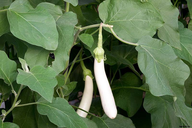 9 of the Best White Eggplant Varieties