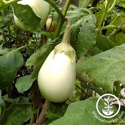 9 of the Best White Eggplant Varieties