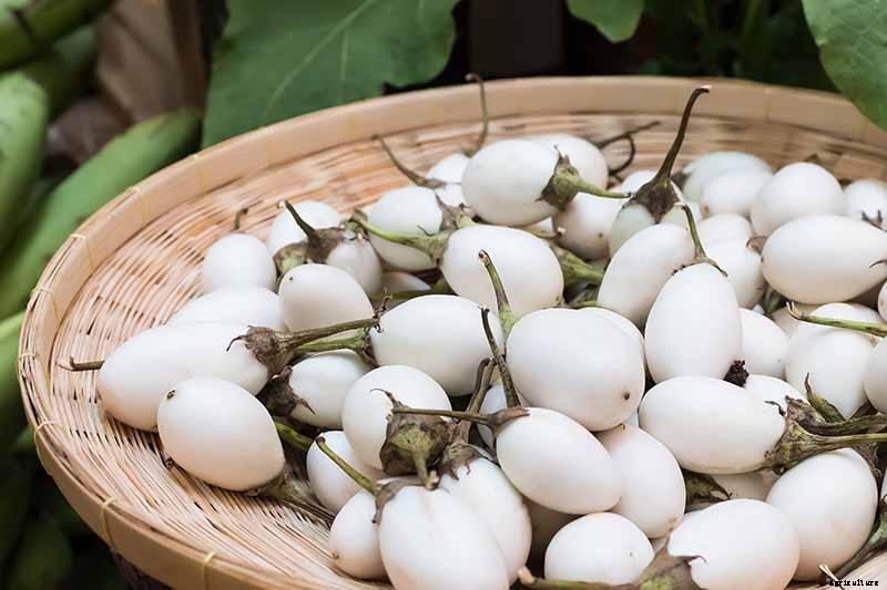 9 of the Best White Eggplant Varieties