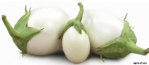 9 of the Best White Eggplant Varieties