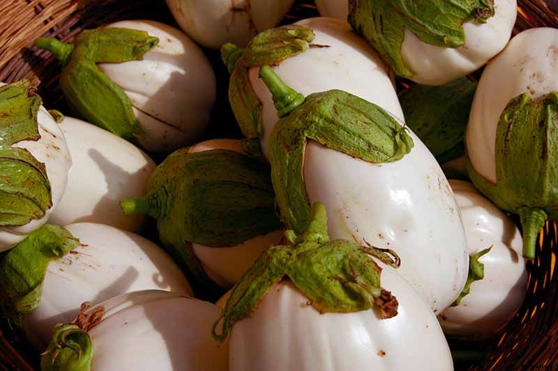 9 of the Best White Eggplant Varieties