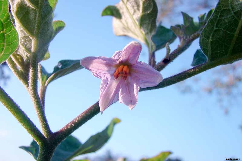 9 of the Best White Eggplant Varieties