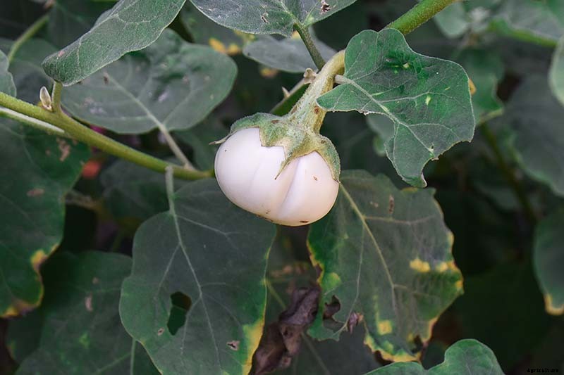 9 of the Best White Eggplant Varieties