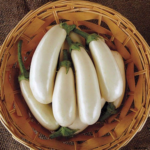 9 of the Best White Eggplant Varieties