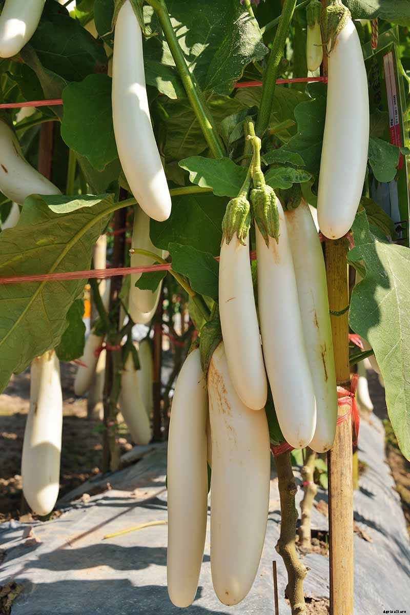 9 of the Best White Eggplant Varieties