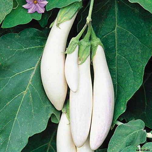 9 of the Best White Eggplant Varieties