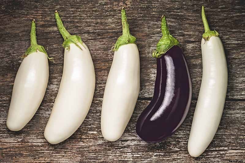 9 of the Best White Eggplant Varieties