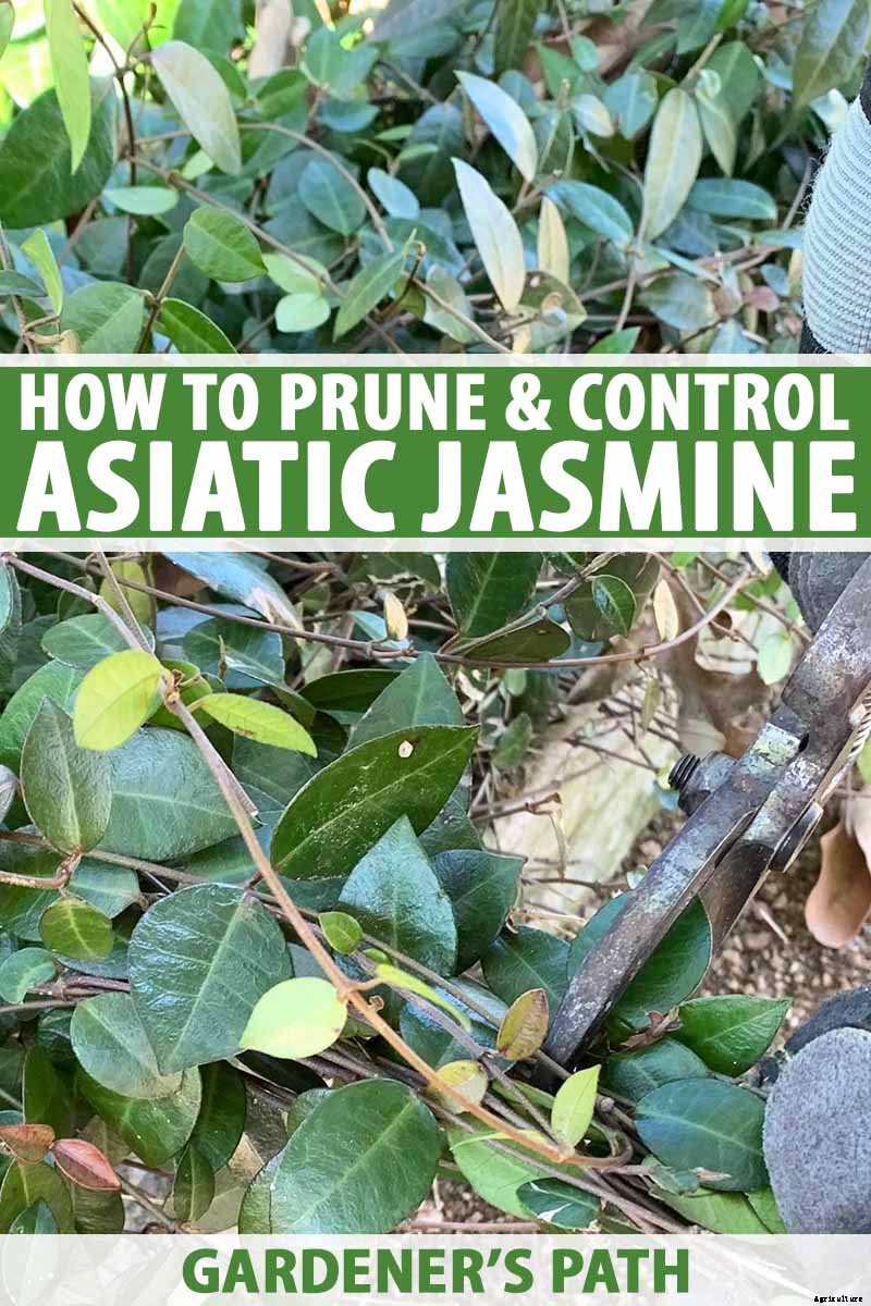 How to Prune and Control Asiatic Jasmine Vines