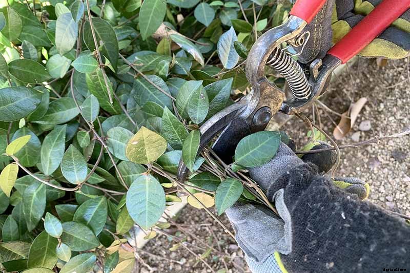 How to Prune and Control Asiatic Jasmine Vines