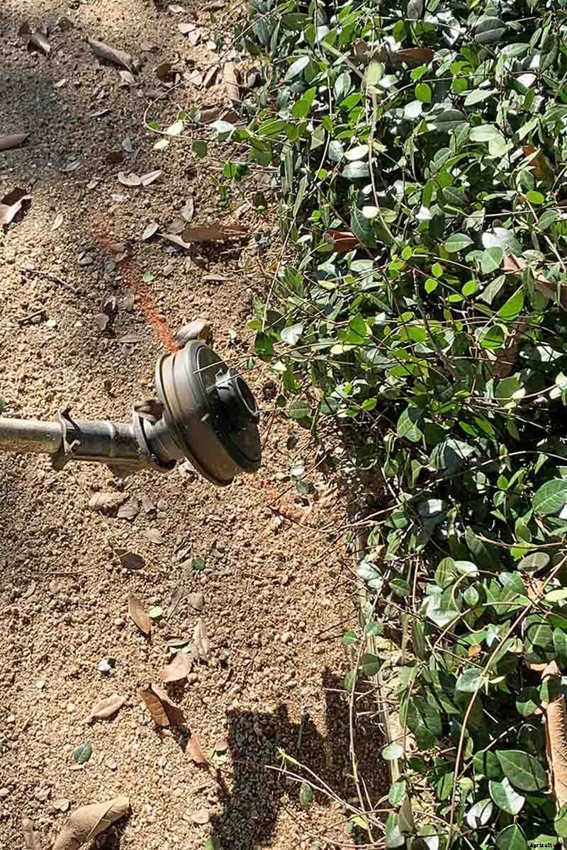 How to Prune and Control Asiatic Jasmine Vines