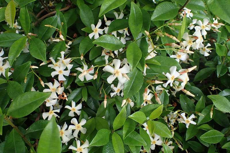 How to Prune and Control Asiatic Jasmine Vines