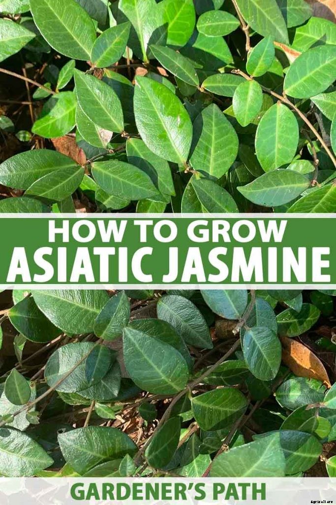 How to Grow Asiatic Jasmine