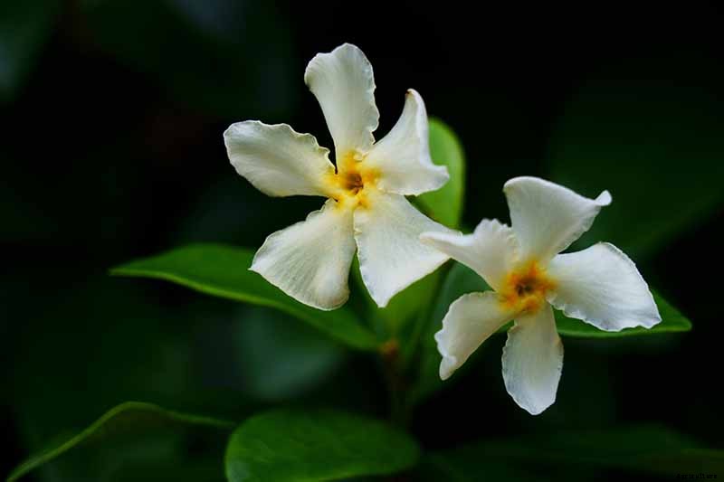 How to Grow Asiatic Jasmine
