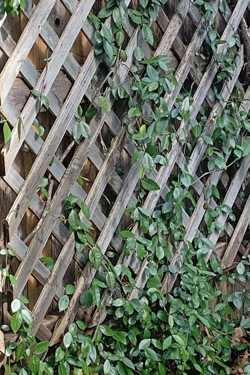 How to Grow Asiatic Jasmine