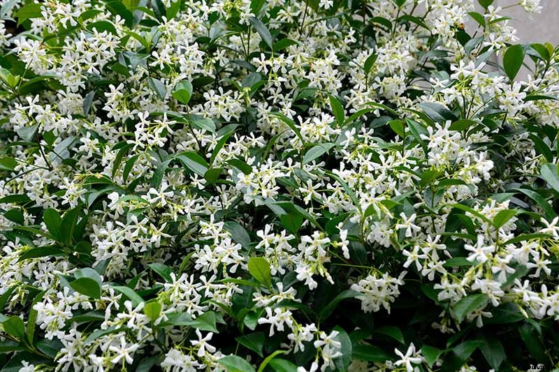 How to Grow Asiatic Jasmine