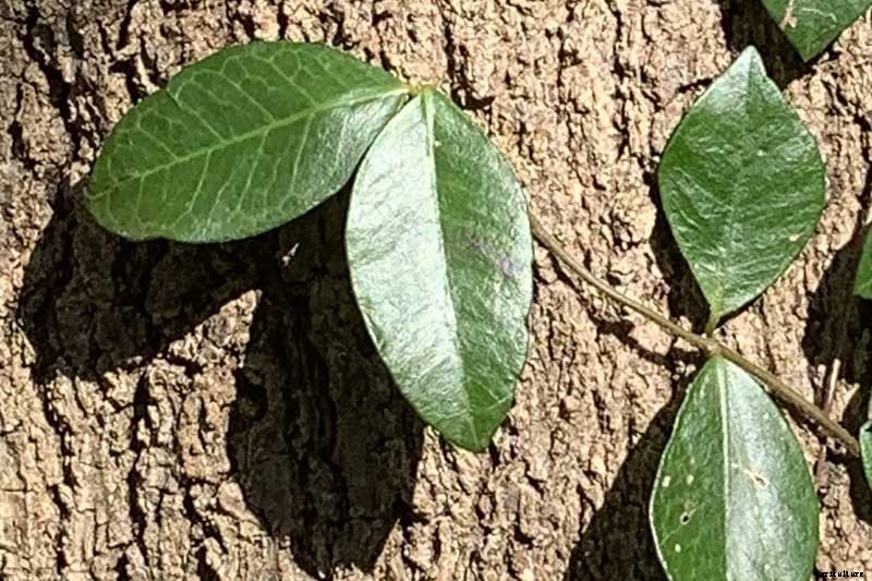 How to Grow Asiatic Jasmine