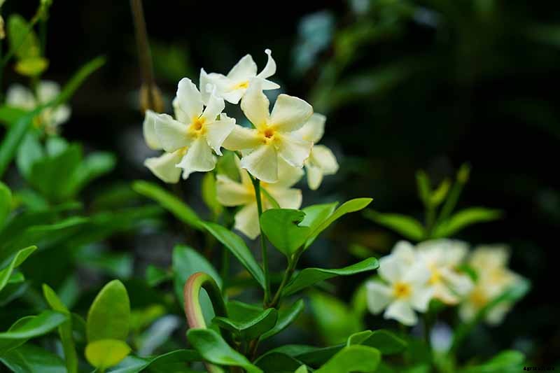 How to Grow Asiatic Jasmine