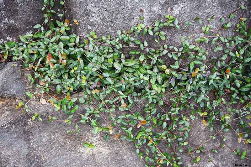 How to Grow Asiatic Jasmine