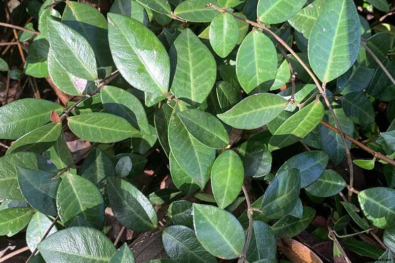 How to Grow Asiatic Jasmine